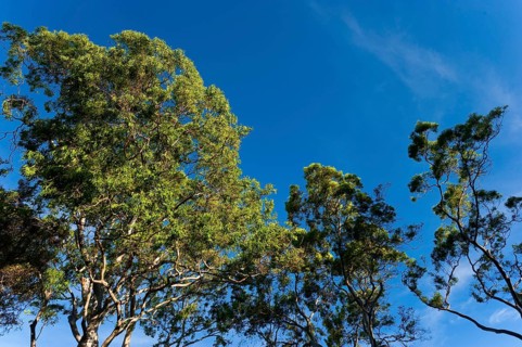 Eucalyptuses (Eucalyptus), tree, eucalyptus, flora, on the east coast, Queensland, Australia,