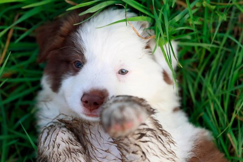 Miniature American Shepherd (Canis lupus familiaris) puppy, puppy lying in tall grass, portrait,