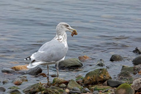 Seagull with a crab in its beak, Baltic Sea, Kiel, Schleswig-Holstein, Germany, Europe