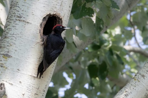 Black Woodpecker cock at the breeding hole, Lake Neusiedl National Park, Burgenland, Austria,