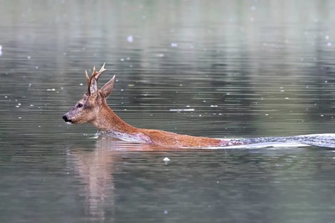 Roebuck swimming in the river, Europe, Austria, Upper Austria, Europe