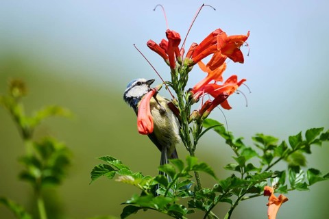 Eurasian blue tit (Cyanistes caeruleus) sitting on a cape honeysuckle (Tecoma capensis) blossom,