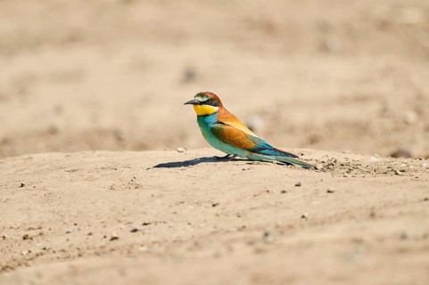 European bee-eater (Merops apiaster) sitting on the ground, Spain, Europe