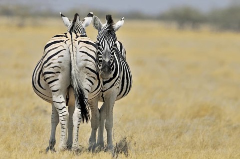 Burchell's Zebras (Equus quagga burchellii) standing side by side on the savannah, Etosha National