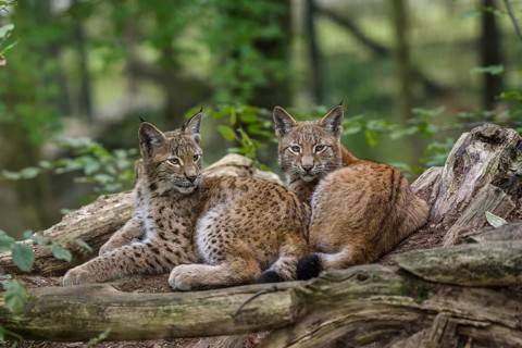 Eurasian lynxes (Lynx lynx) lying together between tree trunks, captive, Parc Animalier de