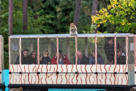 Visitors at the zoo ride a train through open-air enclosure, looking through barred window, barbary