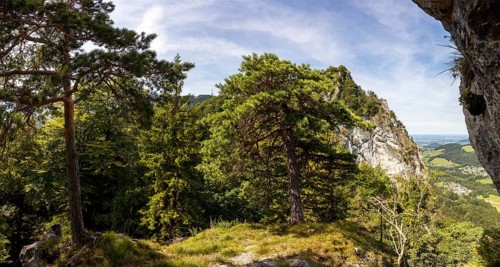 Pine with the summit of the Nockstein, Osterhorngruppe, Flachgau, Land Salzburg, Austria, Europe