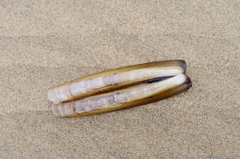 Atlantic jackknife clam (Ensis directus), mussel shell on the beach, South Holland, Netherlands