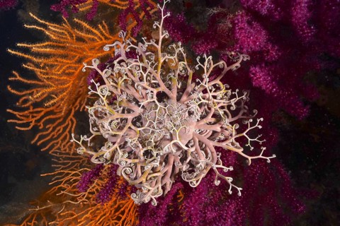 A blaze of colour in the mediterranean basket star (Astrospartus mediterraneus) in the