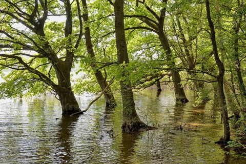 Lake Möhne, deciduous trees on the shore, lapped by the water, Möhne Dam, North Rhine-Westphalia,