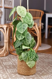 Potted 'Syngonium Macrophyllum Frosted Heart' houseplant climbing on pole in living room