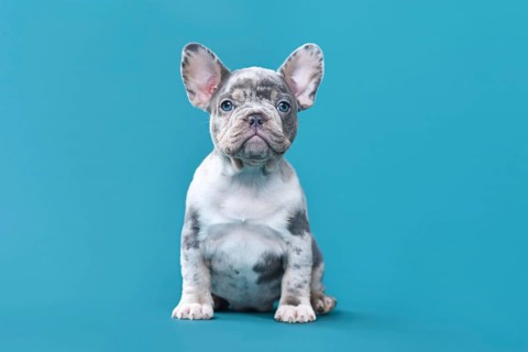 Merle French Bulldog dog puppy sitting in front of blue background