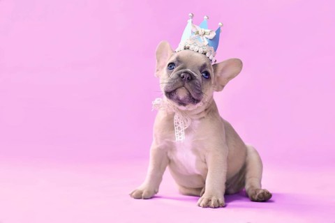 French Bulldog dog puppy wearing a paper crown with lace and ribbons on pink background with empty