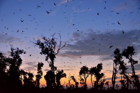 Straw-coloured Fruit Bats (Eidolon helvum), in flight at first light, Kasanka National Park,