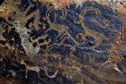 Petroglyph of a Snow leopards (Panthera uncia) and of Siberian ibex (Capra sibirica), up to 2500