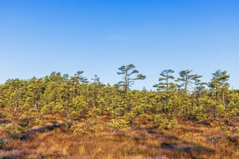 Pine forest on a bog on a sunny autumn day in the wilderness