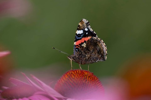 Red admiral (Vanessa atalanta) butterfly adult feeding on a garden Coneflower (Echinacea purpurea)