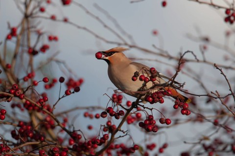 Waxwing (Bombycilla garrulus) adult bird feeding on a Hawthorn berry in a hedgerow, Norfolk,