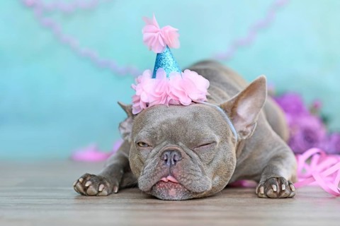 Birthday party dog making a funny face. Lilac French Bulldog with part hat lying down in front of