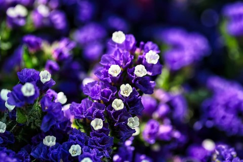 Blue flowering triple flower (bougainvillea), close-up, Andalusia, Spain, Europe