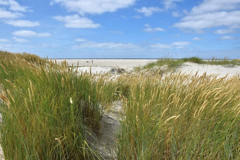 Dune landscape, beach access at the North Sea beach Hungerhamm, St. Peter-Ording,
