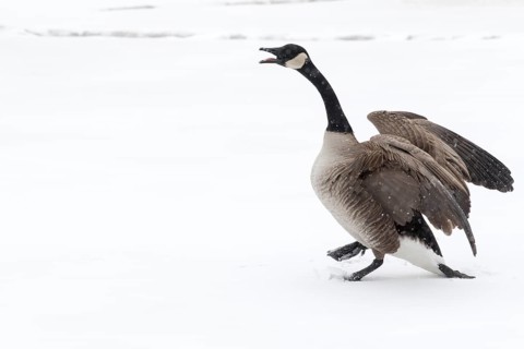 Canada goose standing on a frozen lake. Branta canadensis. Goose with agressive display