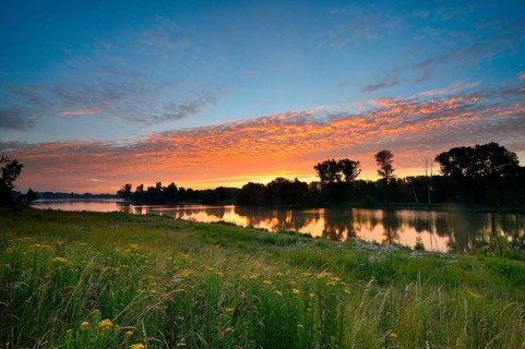 Morning glow on the Altrhein with Jacob's-grass (Senecio jacobaea) and deciduous trees, Xanten,