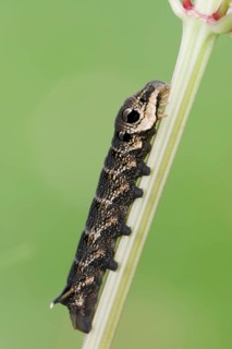 Elephant hawk-moth (Deilephila elpenor), caterpillar, North Rhine-Westphalia, Germany, Europe