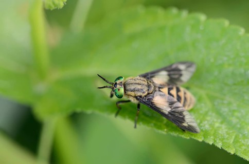 Twin-lobed deerfly (Chrysops relictus), North Rhine-Westphalia, Germany, Europe