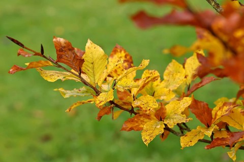 Colourful leaves of a copper beech (Fagus sylvatica), autumn foliage, Indian summer, North