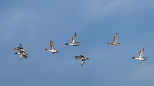 Northern (Anas acuta) Pintail., group of birds in flight