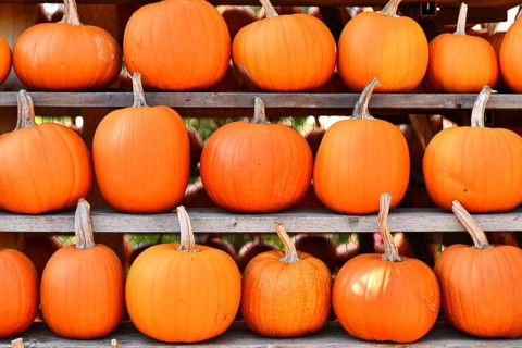 Many large Halloween 'Ghostride' pumpkins on shelves