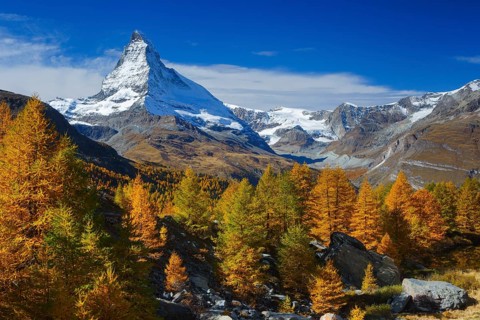 Matterhorn and larches, Valais, Switzerland, Locked for calendar cover 2021, German-speaking area,