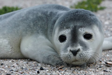 Common harbor seal (Phoca vitulina), howler, young resting on the beach, Lower Saxony Wadden Sea