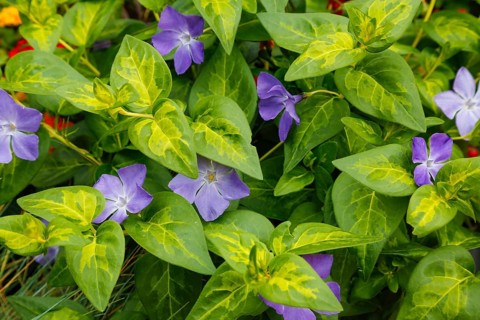 Periwinkle (Vinca), close-up of purple flowers, green leaves, hardy ground cover, garden, bed,