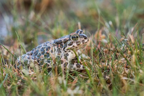 European green toad (Bufo viridis) in the grass, Burgenland, Austria, Europe