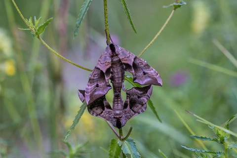 Eyed Hawk-Moths (Smerinthus ocellata), mating, Upper Austria, Austria, Europe