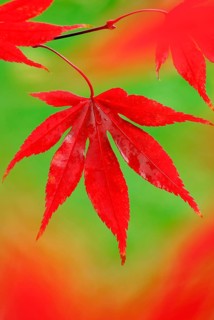 Downy Japanese Maple (Acer japonicum) , leaf