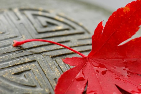 Japanese (Detail) maple, leaf, and Japanese stone sign, sign in stone, esotericism, close up,