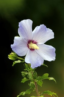 Rose of sharon (Hibiscus syriacus)
