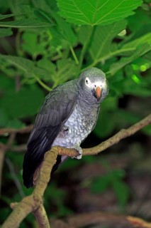 Timneh Grey Parrot, South Africa, African Grey Parrot (Psittacus erithacus timneh), Africa