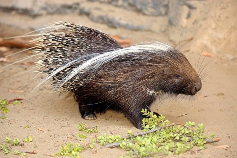 Cape Porcupine (Hystrix africaeaustralis), South Africa, Africa