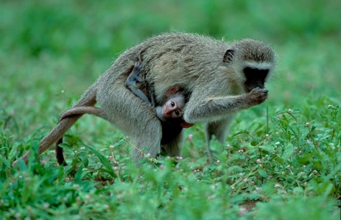 Grass Monkeys, female with young, Kruger national park, South Africa (Cercopithecus aethiops)
