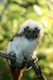 Cotton-topped Tamarin (Saguinus oedipus)