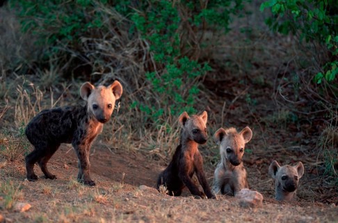 Spotted Hyaenas, cubs at den, Kruger National Park, South Africa (Crocuta crocuta), Tuepfelhyaenen,
