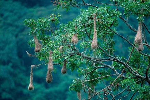 Crested Oropendola (Psarocolius decumanus) colony, Trinidad