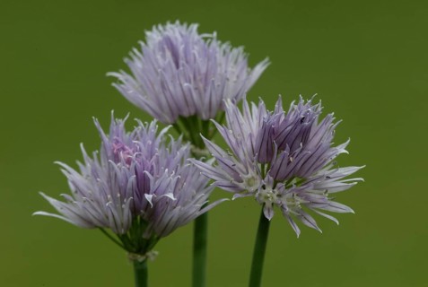 Blooming Chives (Allium schoenoprasum)