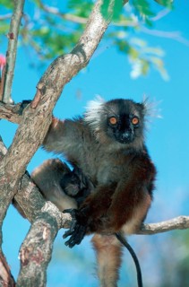 Black lemur, female with young, Nosy Komba (Lemur macaco), Madagascar, Africa