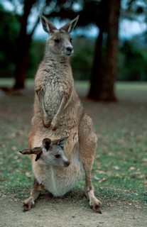 Western Gray Kangaroo (Macropus fuliginosus), female with joey