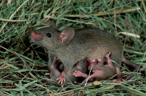House Mice (Mus musculus), female nursing youngs, Germany, side, Europe